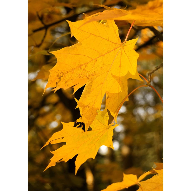 Affiches Décoratives d’Automne – Paysages, Citrouilles & Feuilles Dorées